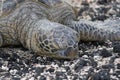 Close-up of sea turtle on the rocky beach. Hawaii.