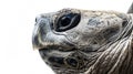 Close-up of a sea turtle\'s eye and beak, with detailed texture on the shell, white background Royalty Free Stock Photo