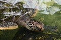 Close up of a sea turtle in the water. The head of a turtle with a wrinkled neck. Top view Royalty Free Stock Photo