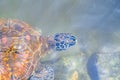 Close up of Sea turtles swim in the water. Zanzibar, Tanzania Royalty Free Stock Photo