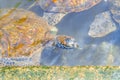 Close up of Sea turtles swim in the water. Zanzibar, Tanzania Royalty Free Stock Photo