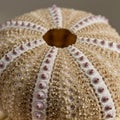 Close-up of a sea urchin shell, showcasing its intricate texture and pattern. The shell Royalty Free Stock Photo