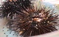 Close-up of a sea urchin in a stainless steel colander