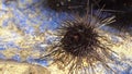 Close-up, sea urchin stirs needles. Sea urchin pulled out of the water