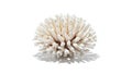 A white coral on a white background (ai generated) Royalty Free Stock Photo
