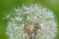 Seadhead or blowball of a Dandelion Royalty Free Stock Photo