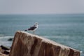 Close-up of seagul on stone, near the sea. Royalty Free Stock Photo