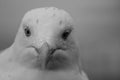 Close up of a seagull