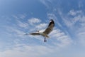 Close-up of a seagull flaps its wings and flies against a blue sky Royalty Free Stock Photo