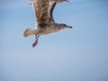 Close-up of a seagull flying in the blue sky