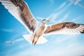 Close-up of a seagull flying high in the sky above blue ocean. Super wide lens shot of seagull with natural blue background.