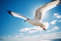 Close-up of a seagull flying high in the sky above blue ocean. Super wide lens shot of seagull with natural blue background.