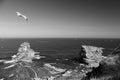 Close up of seagull flying over huge cliff rocks of deux jumeaux in atlantic ocean with waves in black and white Royalty Free Stock Photo