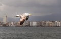 Close up seagull flying sky. Blur city landscape from Izmir, Turkey Royalty Free Stock Photo