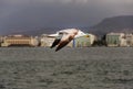 Close up seagull flying sky. Blur city landscape from Izmir, Turkey Royalty Free Stock Photo