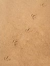 Close up of a seagull footprints track