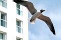 Close-up of seagull in front of a building Royalty Free Stock Photo