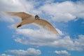 Close up of a seagull hovering in a blue sky Royalty Free Stock Photo