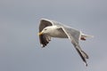 Close-up of a seagull isolated in flight. Profile of gull flying Royalty Free Stock Photo