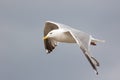 Close-up of a seagull isolated in flight. Profile of gull flying Royalty Free Stock Photo