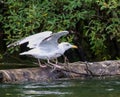 Close up of a seagull on a log with its wings spread ready to fly away. Royalty Free Stock Photo