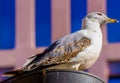 Close-up of a seagull looking at the horizon in the city perched on a lamppost. Royalty Free Stock Photo
