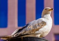 Close-up of a seagull with perfect detail of its eye looking at the horizon in the city perched on a lamppost. Royalty Free Stock Photo