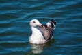 Closeup of gray and brown seagull swimming in the ocean. Royalty Free Stock Photo