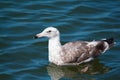 Closeup of gray and brown seagull swimming in the ocean. Royalty Free Stock Photo