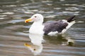 White seagull with gray black wings swimming in the ocean Royalty Free Stock Photo