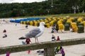 Close up of seagull perched on railing Royalty Free Stock Photo