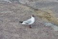 Close-up of a seagull perched on a stone beach Royalty Free Stock Photo
