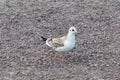 Close-up of a seagull perched on a stone beach Royalty Free Stock Photo