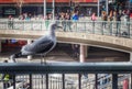 close-up of seagull perching on railing Royalty Free Stock Photo