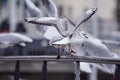 Close up of seagull perching on railing Royalty Free Stock Photo