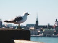 Close-up of a seagull perching on railing against sky Royalty Free Stock Photo