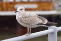 Close up of seagull perching on railing Royalty Free Stock Photo