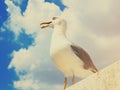 Close up of seagull at the port