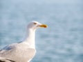 Close up with a seagull. Portrait of a seagull bird with blue sea water in the background Royalty Free Stock Photo