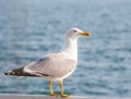 Close up with a seagull. Portrait of a seagull bird with blue sea water in the background Royalty Free Stock Photo