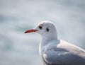 Close up with a seagull. Portrait of a seagull bird on blurred background Royalty Free Stock Photo