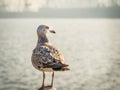 Close up with a seagull. Portrait of a seagull bird on blurred background Royalty Free Stock Photo