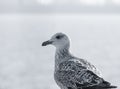 Close up with a seagull. Portrait of a seagull bird on blurred background Royalty Free Stock Photo