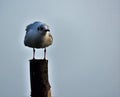 Close up of seagull positioned on a pole in Venice