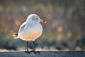 A close up of a seagull on a railing. Royalty Free Stock Photo