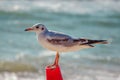 Close up seagull resting on the beach Royalty Free Stock Photo