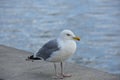 Close up Seagull running on the shore.Copenhagen