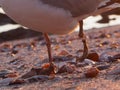 Close up of a seagull`s legs. The bird lost it`s left foot, which is hanging a a thin tread. Location: Sea Point, Cape Town.