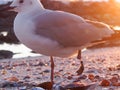 Close up of a seagull`s legs. The bird lost it`s left foot, which is hanging a a thin tread. Location: Sea Point, Cape Town.