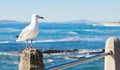 Close up of a Seagull in Sea Point Cape Town South Africa Royalty Free Stock Photo